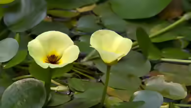 Hydrocleys nymphoides im Aquarium