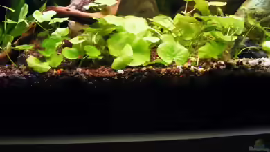 Hydrocotyle...ein Selbstversuch....