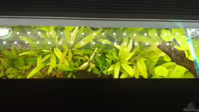 Hydrocotyle leucocephala im Aquarium