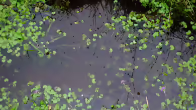 Hydrocotyle vulgaris im Aquarium pflegen