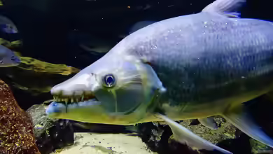 Hydrocynus goliath im Aquarium halten