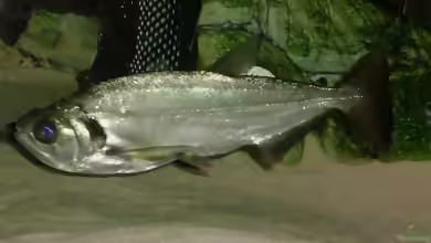 Hydrolycus tatauaia im Aquarium halten