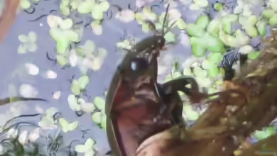 Hydrophilus piceus am Gartenteich