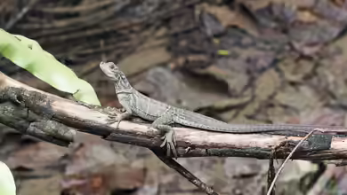 Hydrosaurus celebensis im Terrarium halten