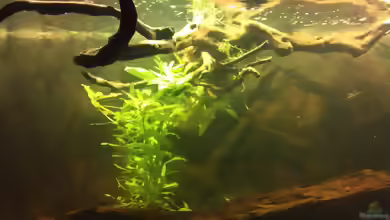 Hygrophila polysperma im Aquarium pflanzen