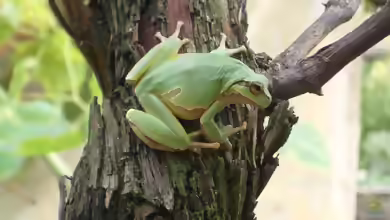 Hyla arborea im Garten