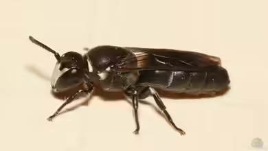 Hylaeus punctulatissimus im Garten
