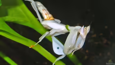 Hymenopus coronatus im Terrarium halten