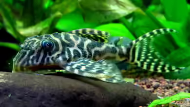 Hypancistrus im Aquarium halten