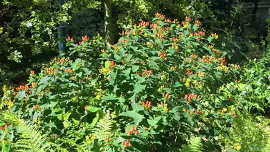 Hypericum androsaemum im Garten pflanzen