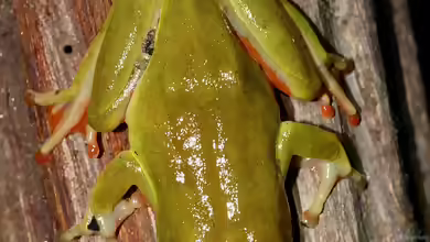 Hyperolius concolor im Terrarium halten