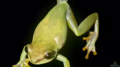 Hyperolius fusciventris im Terrarium halten