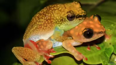 Hyperolius guttulatus im Terrarium halten
