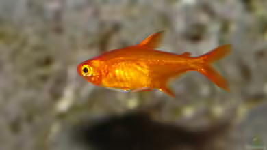 Hyphessobrycon amandae im Aquarium halten