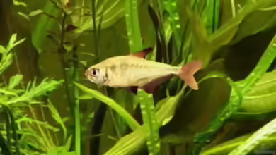 Hyphessobrycon bifasciatus im Aquarium halten