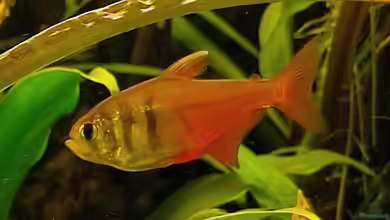 Hyphessobrycon flammeus im Aquarium halten