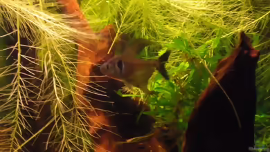 Hyphessobrycon megalopterus