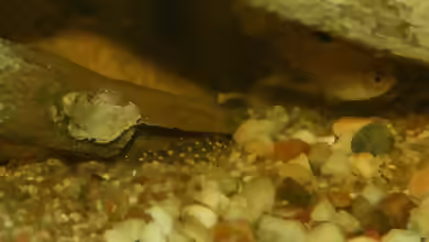 Hyphessobrycon socolofi im Aquarium halten