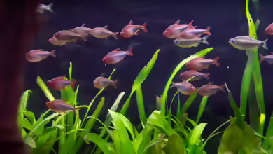Hyphessobrycon wadai im Aquarium