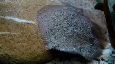 Hypoclinemus mentalis im Aquarium halten
