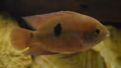 Hypselecara temporalis im Aquarien halten
