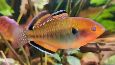 Hypseleotris compressa im Aquarium halten