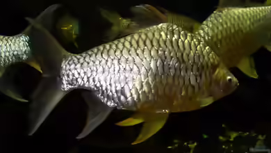 Hypsibarbus wetmorei im Aquarium halten