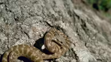 Hypsiglena torquata im Terrarium halten