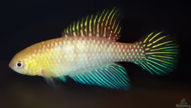 Hypsolebias shibattai im Aquarium halten
