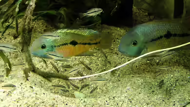 Hypsophrys nicaraguensis im Aquarium halten