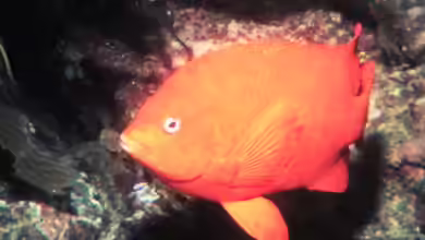 Hypsypops rubicundus im Aquarium halten