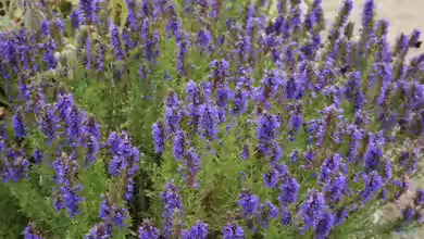 Hyssopus officinalis am Gartenteich