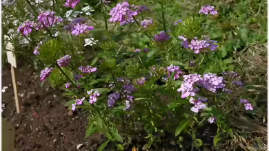 Iberis amara im Garten pflanzen