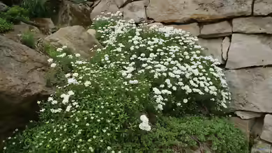 Iberis sempervirens im Garten pflanzen