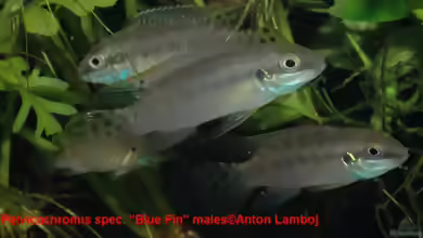 Ich suche ´Pelvicachromis spec. Blue Fin´