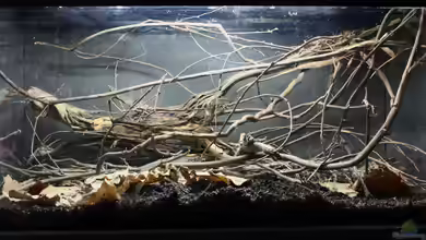Ich will auch Aquarium, oder ´der einfache Weg zu einem Biotopaquarium´