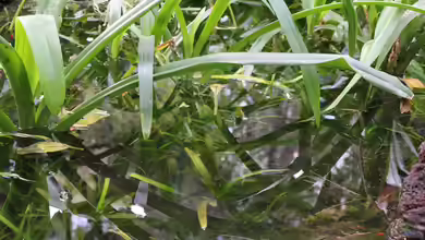 Ich will auch Aquarium, oder ´Keine Angst vorm Einrichten´