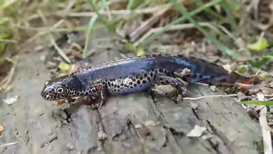 Ichthyosaura alpestris im Garten