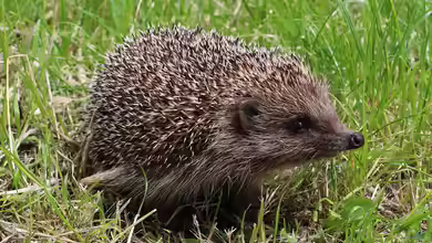 Igel im Winterschlaf: Ein Schlafzauber im heimischen Garten
