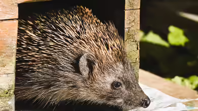 Igelhaus: Ein sicherer Rückzugsort für Gartenbewohner