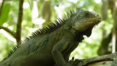 Iguana delicatissima im Terrarium halten
