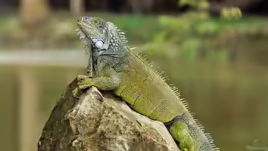 Iguana iguana im Terrarium halten