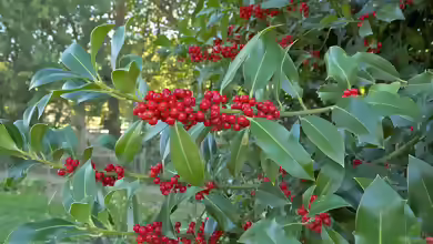 Ilex aquifolium im Garten pflanzen