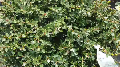 Ilex crenata am Gartenteich