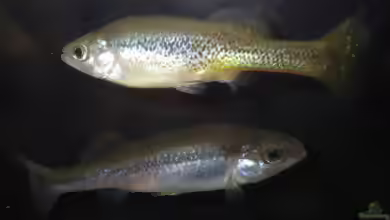 Ilyodon furcidens im Aquarium halten