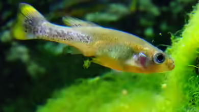 Ilyodon xantusi im Aquarium halten