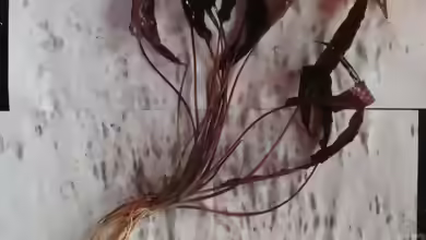 Immer noch ein Geheimtipp:Cryptorcoryne wendtii ???Mi Oya???
