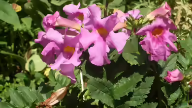 Incarvillea delavayi am Gartenteich pflanzen