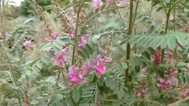 Indigofera heterantha im Garten pflanzen