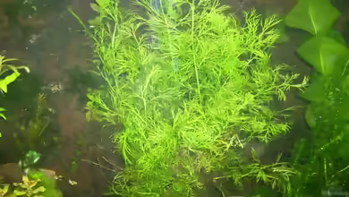 Indischer Wasserwedel im Aquarium pflegen